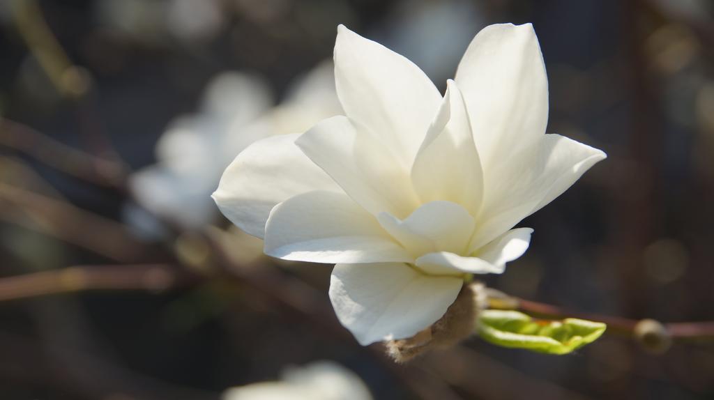 Namelis Prie Magnolijos Apartment Druskininkai Luaran gambar